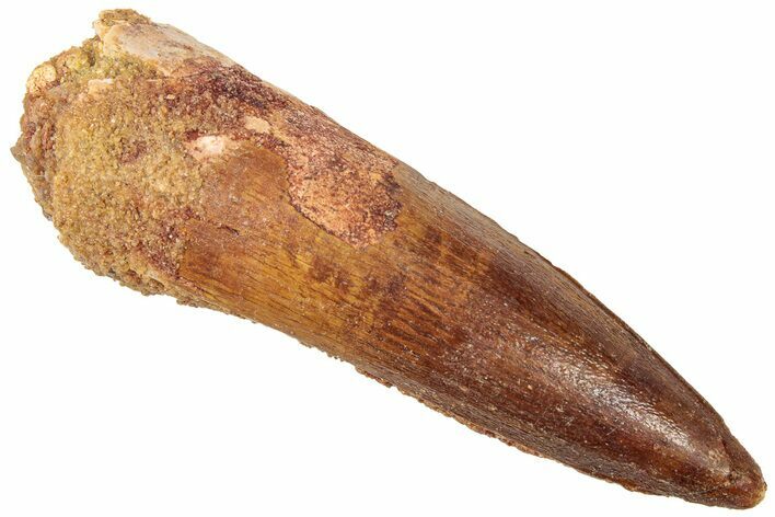Fossil Spinosaurus Tooth - Real Dinosaur Tooth #312917
